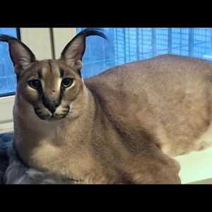 Meet your Posher, Adrian